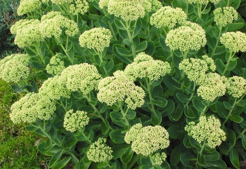 Sedum