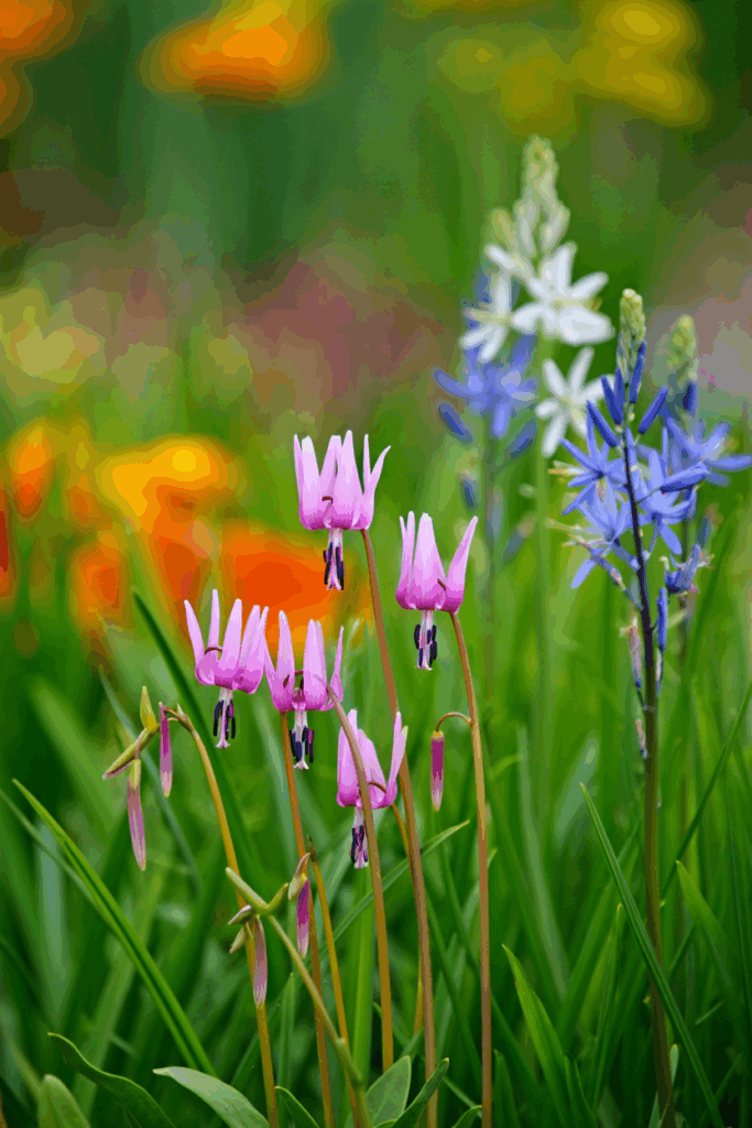 12 Native Flowers to Plant Now to Feed Pollinators When Early Spring Brings a ‘Hungry Gap’ 8