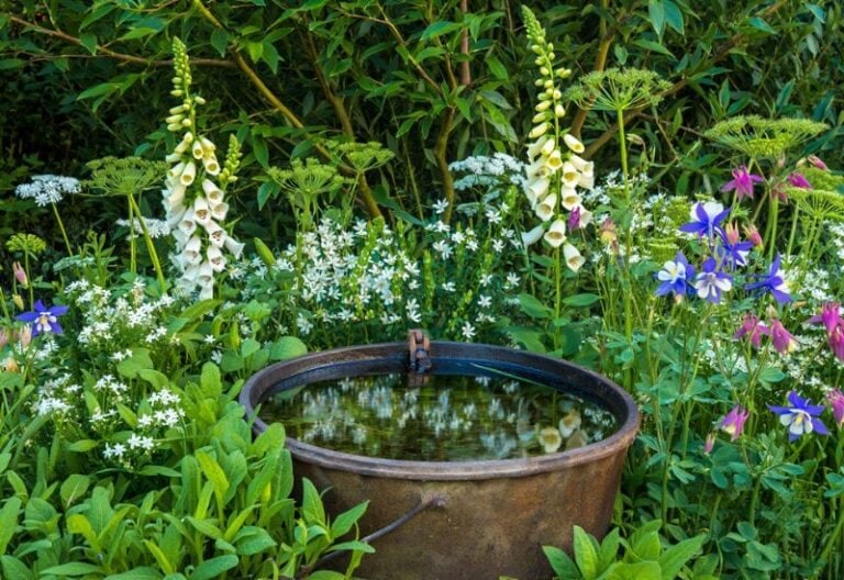 Slug Proof Shade Perennials