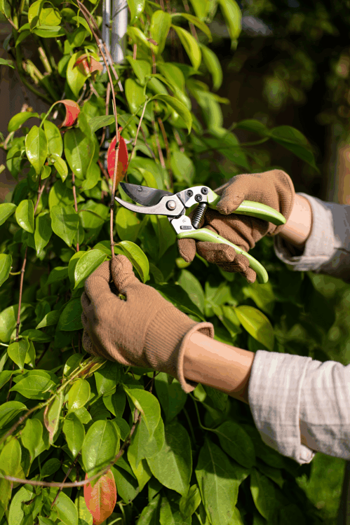 12 Plants You Can Propagate from Hardwood Cuttings This Fall for Free Plants by Spring 4 12 Plants You Can Propagate from Hardwood Cuttings This Fall for Free Plants by Spring 3