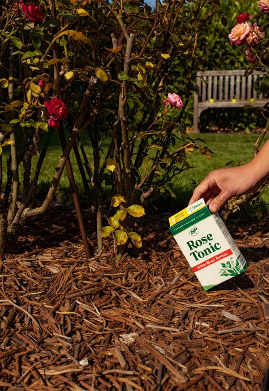 Stop Fertilizing Your Rose Shrubs in Fall!
