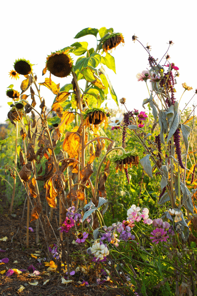 11 Common Garden Flowers to Pull This Fall — Their Seed Heads Feed Rats in Winter, Not the Birds You’re Trying to Help 2 11 Common Garden Flowers to Pull This Fall — Their Seed Heads Feed Rats in Winter, Not the Birds You’re Trying to Help 1