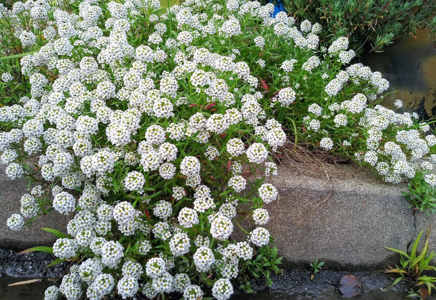 20+ Vegetables, Herbs & Flowers That Grow Beautifully in Sandy Soil