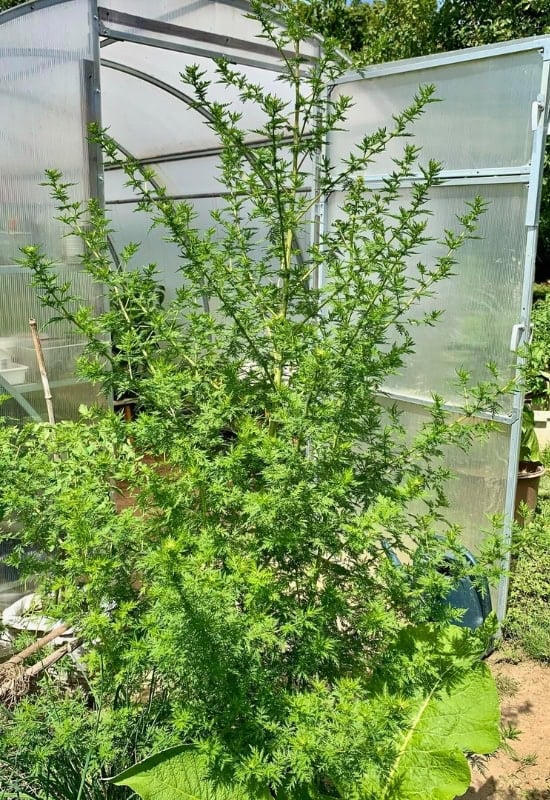 Sweet Annie (Artemisia annua)