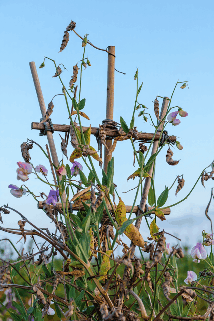 11 Common Garden Flowers to Pull This Fall — Their Seed Heads Feed Rats in Winter, Not the Birds You’re Trying to Help 13 11 Common Garden Flowers to Pull This Fall — Their Seed Heads Feed Rats in Winter, Not the Birds You’re Trying to Help 11