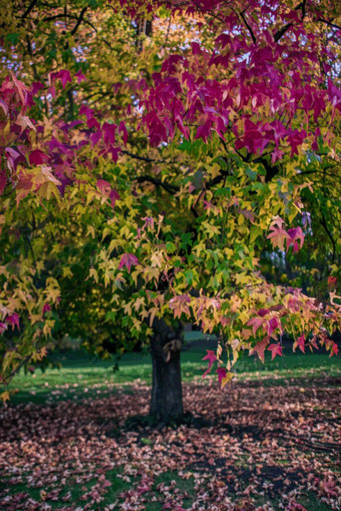 9 Trees That Drop Toxic or Problematic Leaves in Fall—and Why You Shouldn’t Compost, Mulch, or Leave Them on the Ground 9