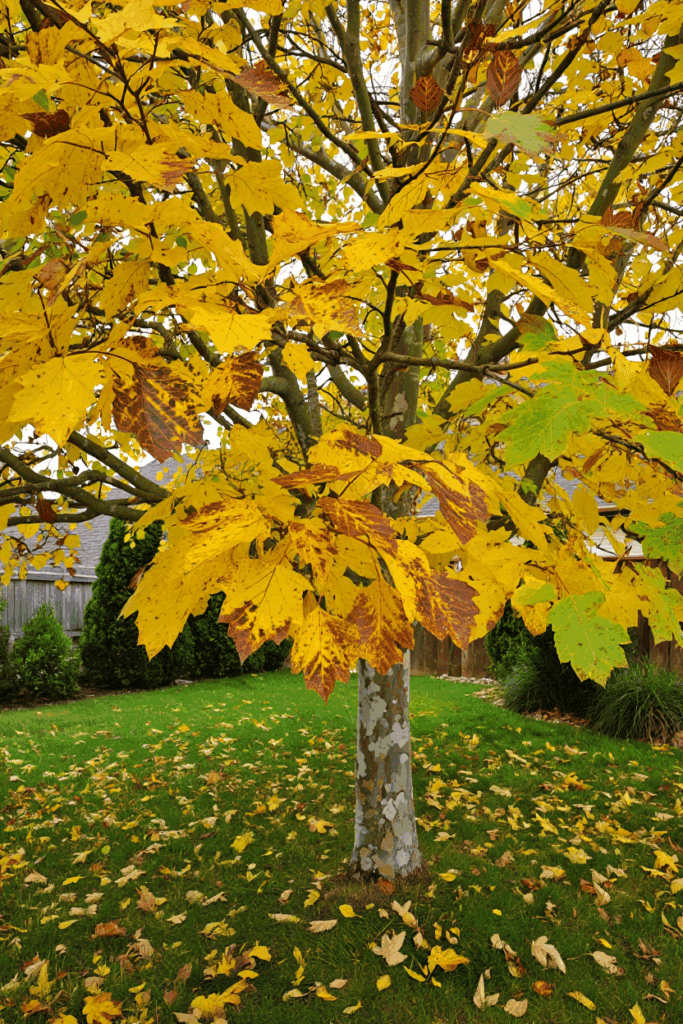 9 Trees That Drop Toxic or Problematic Leaves in Fall—and Why You Shouldn’t Compost, Mulch, or Leave Them on the Ground 7