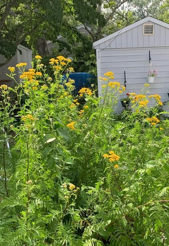 Tansy (Tanacetum vulgare)