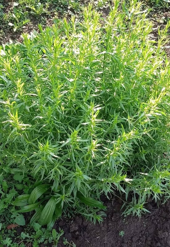 Tarragon(Artemisia dracunculus)