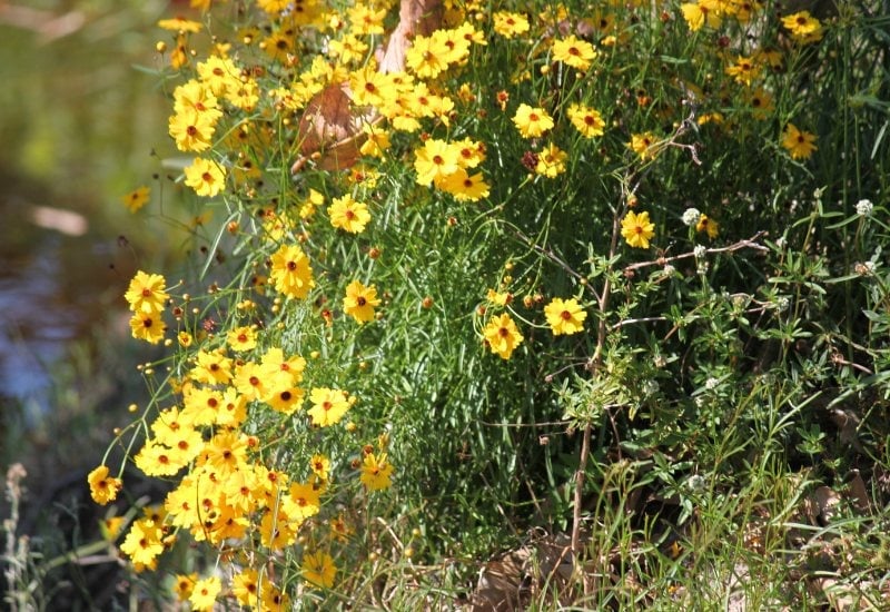 Tickseed (Coreopsis spp.)