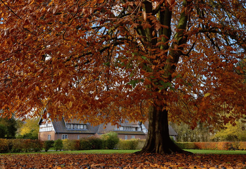Trees That Drop Toxic or Problematic Leaves in Fall