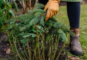 9 Must-Do Things to Prepare Your Roses for Winter for Guarantee Bigger, Better Blooms Next Spring 11