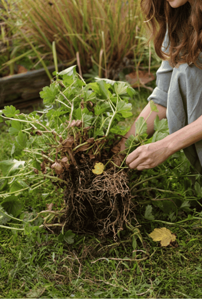 October Is the Perfect Time to Divide These 9 Perennials — Here’s How to Split and Replant for Better Flowers, and Plenty of Free Plants Next Year 9