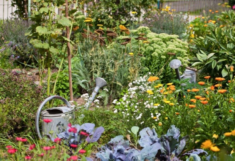 Vegetables, Flowers, And More To Grow In Sandy Soil