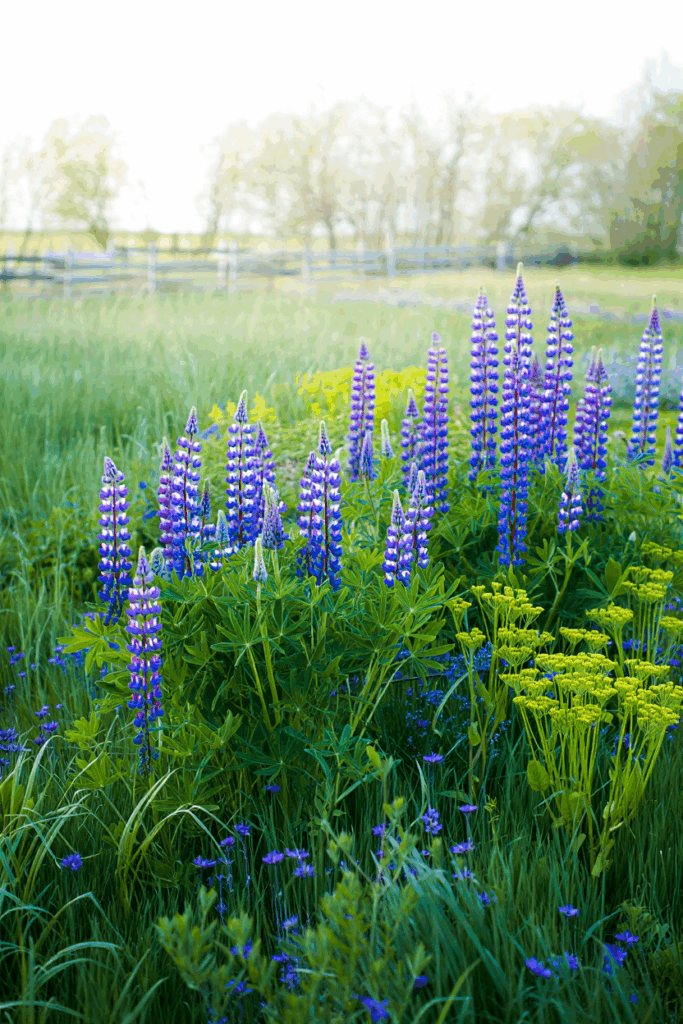 12 Native Flowers to Plant Now to Feed Pollinators When Early Spring Brings a ‘Hungry Gap’ 10