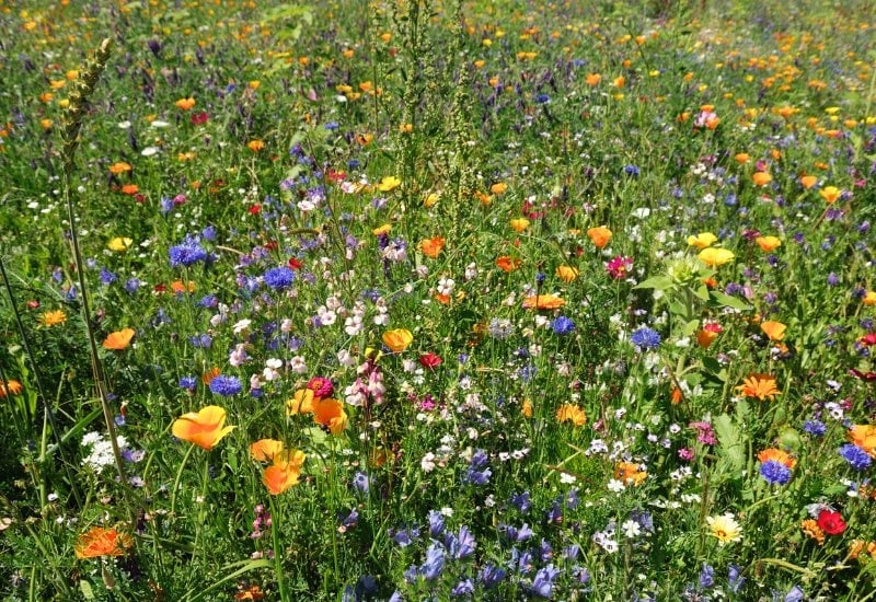 Wildflowers