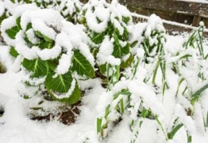 Winter Crops You MUST Plant in Fall
