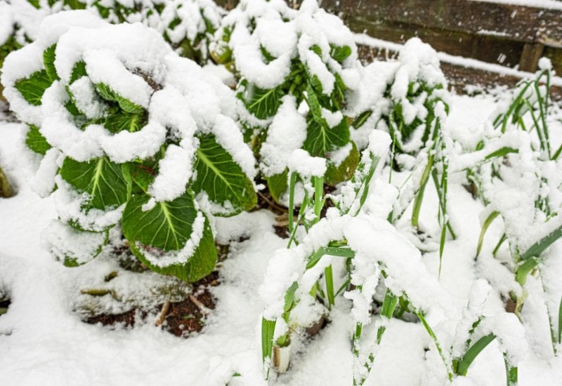 Winter Crops You MUST Plant in Fall
