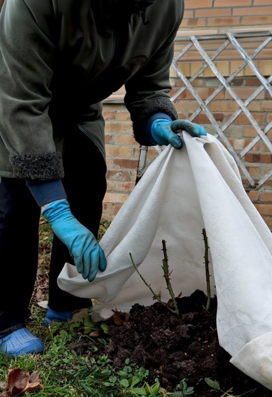 Winter Rose Protection for USDA Hardiness Zones 6 and Below