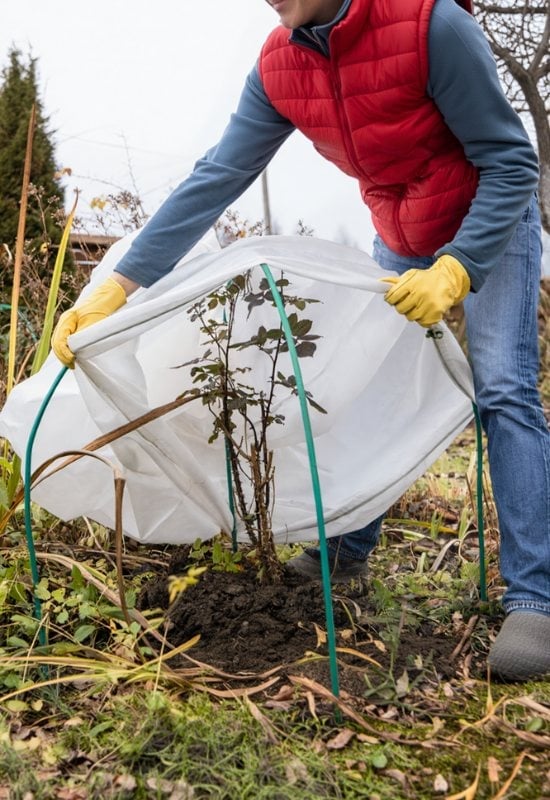 Winter Rose Protection for USDA Zones 7 to 9 (or 10)