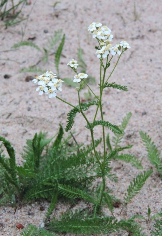 Yarrow(Achillea millefolium)