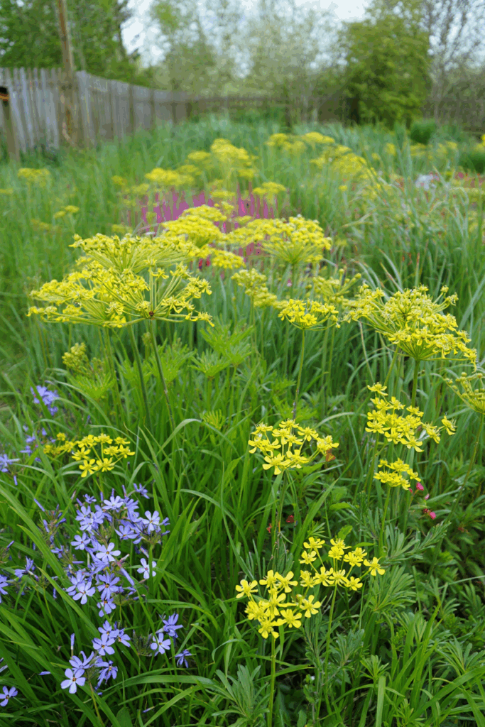 12 Native Flowers to Plant Now to Feed Pollinators When Early Spring Brings a ‘Hungry Gap’ 12