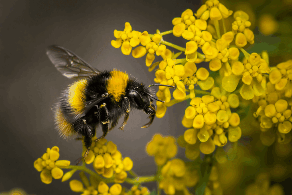 12 Native Flowers to Plant Now to Feed Pollinators When Early Spring Brings a ‘Hungry Gap’ 3