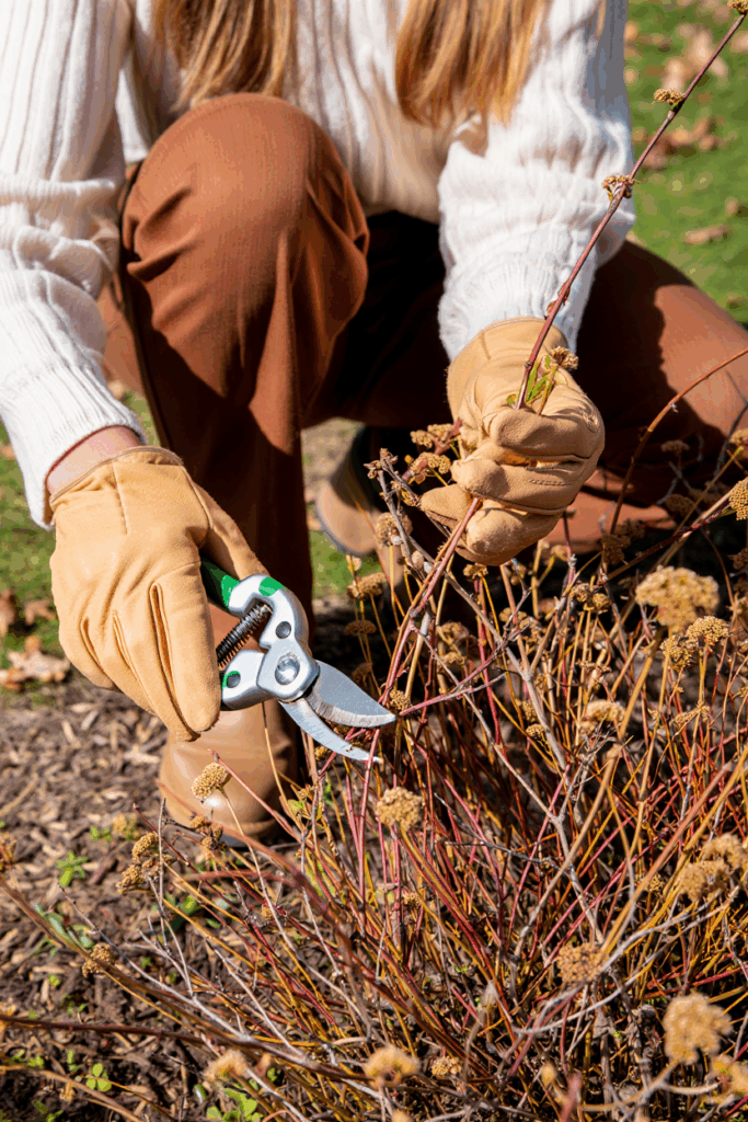 12 Plants You Can Propagate from Hardwood Cuttings This Fall for Free Plants by Spring 12 12 Plants You Can Propagate from Hardwood Cuttings This Fall for Free Plants by Spring 11