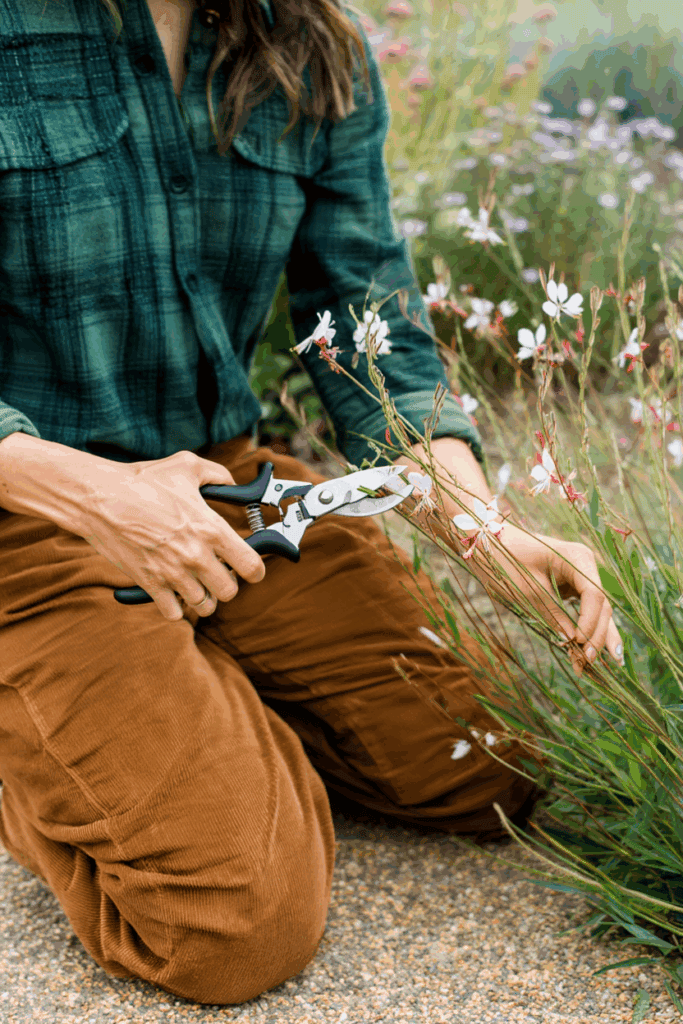 11 Plants You Can Still Deadhead in October for a Surprise Final Flush of Flowers 9 11 Plants You Can Still Deadhead in October for a Surprise Final Flush of Flowers 8