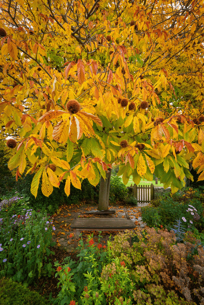 9 Trees That Drop Toxic or Problematic Leaves in Fall—and Why You Shouldn’t Compost, Mulch, or Leave Them on the Ground 5