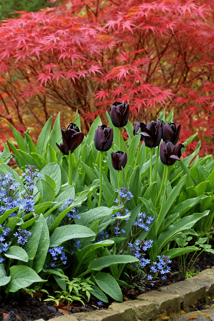 15 Slug Proof Shade Perennials That Won’t Get Munched by Molluscs 12 15 Slug Proof Shade Perennials That Won’t Get Munched by Molluscs 11