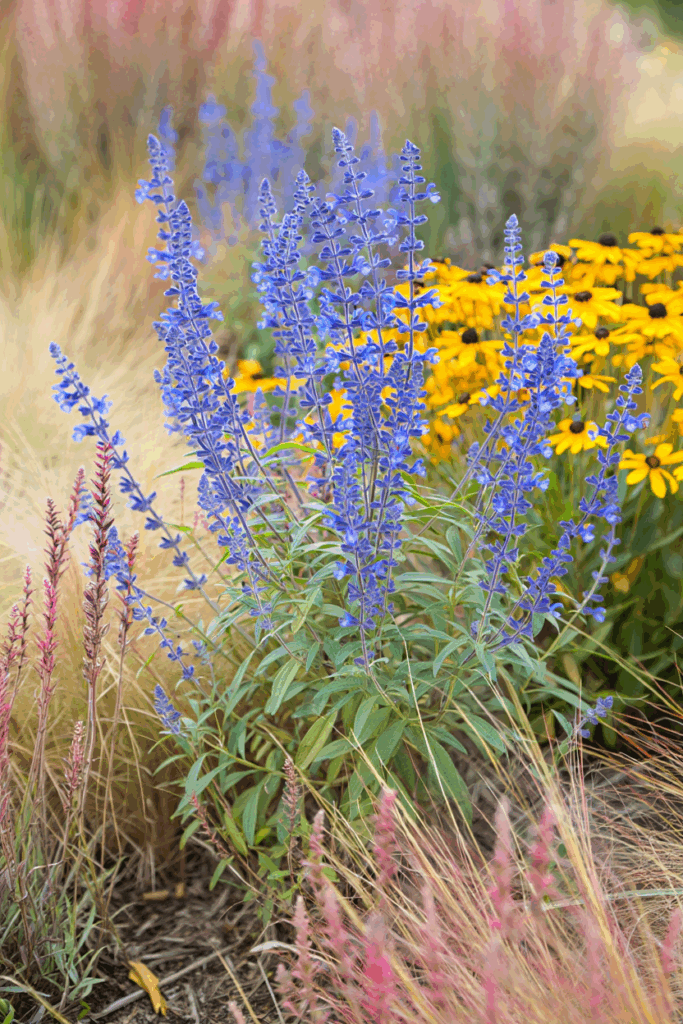 12 So-Called Drought-Tolerant Plants That Still Need Frequent Watering — and Better Native Replacements 3 12 So-Called Drought-Tolerant Plants That Still Need Frequent Watering — and Better Native Replacements 2