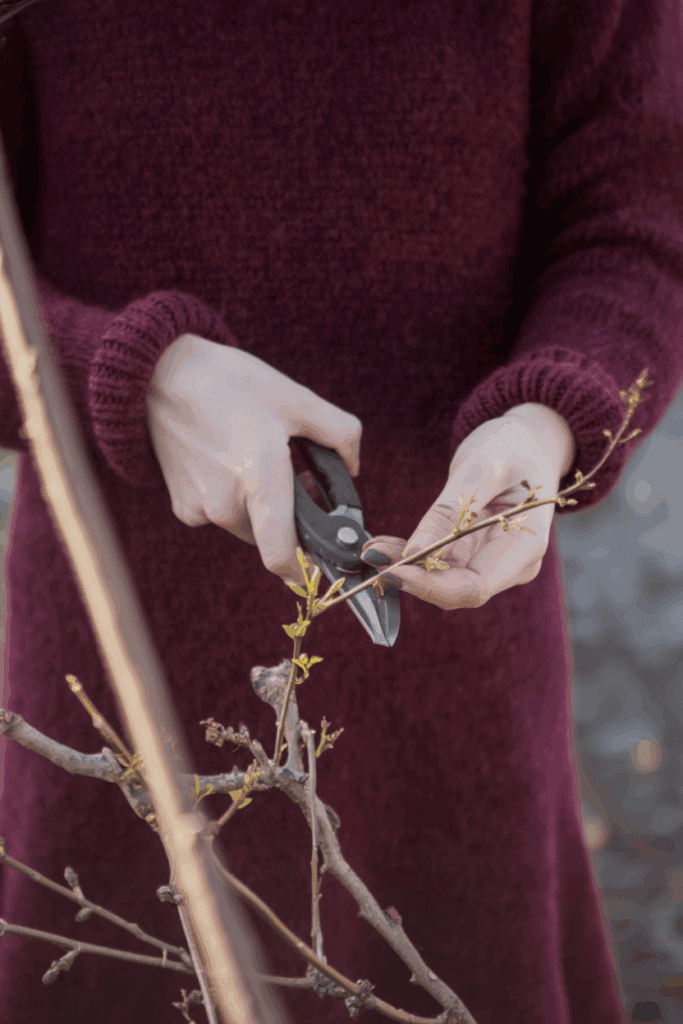 12 Plants You Can Propagate from Hardwood Cuttings This Fall for Free Plants by Spring 6 12 Plants You Can Propagate from Hardwood Cuttings This Fall for Free Plants by Spring 5