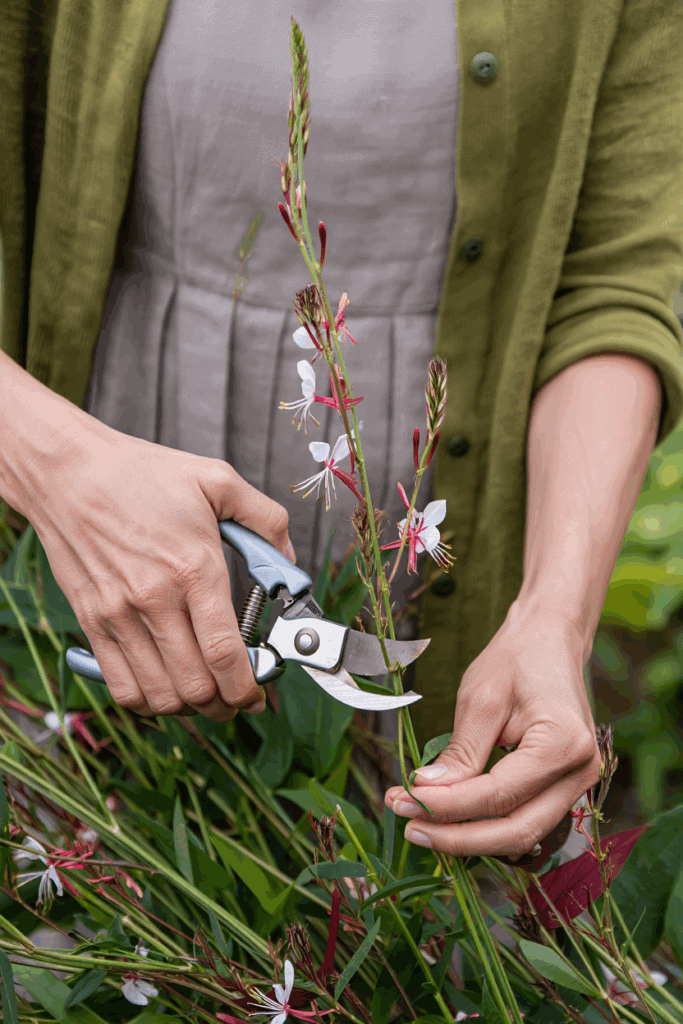 11 Plants You Can Still Deadhead in October for a Surprise Final Flush of Flowers 10 11 Plants You Can Still Deadhead in October for a Surprise Final Flush of Flowers 9