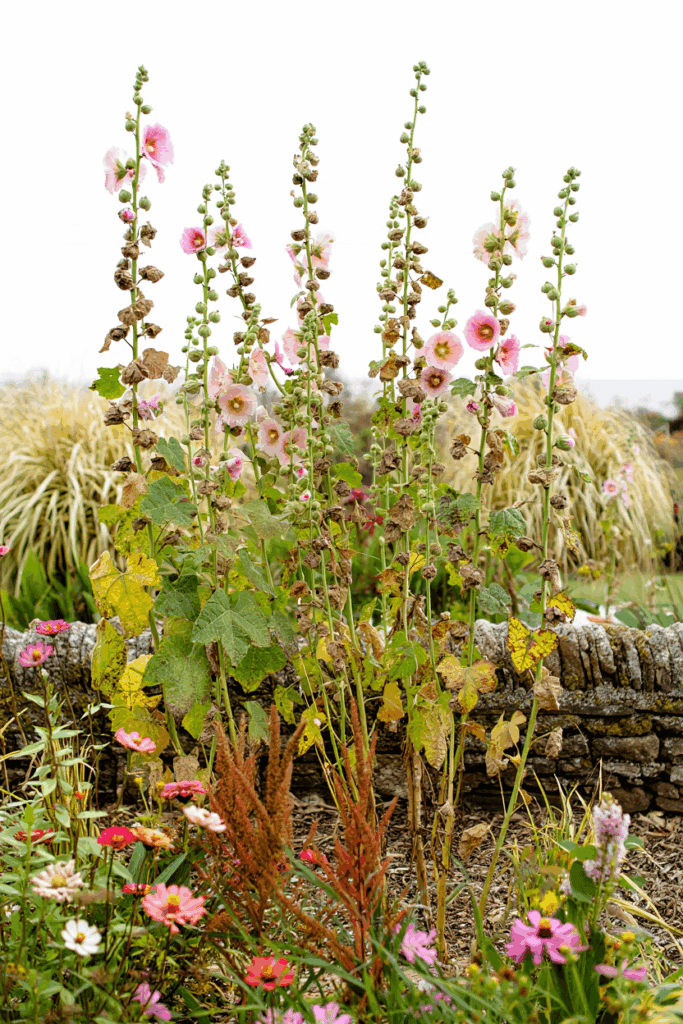 11 Common Garden Flowers to Pull This Fall — Their Seed Heads Feed Rats in Winter, Not the Birds You’re Trying to Help 15 11 Common Garden Flowers to Pull This Fall — Their Seed Heads Feed Rats in Winter, Not the Birds You’re Trying to Help 13