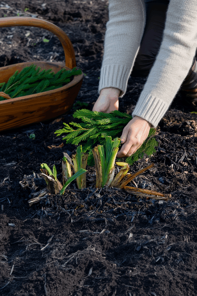 5 Things to Do With Hostas in the Fall to Keep Plants Healthy and Have Great Displays Year After Year 10 5 Things to Do With Hostas in the Fall to Keep Plants Healthy and Have Great Displays Year After Year 9