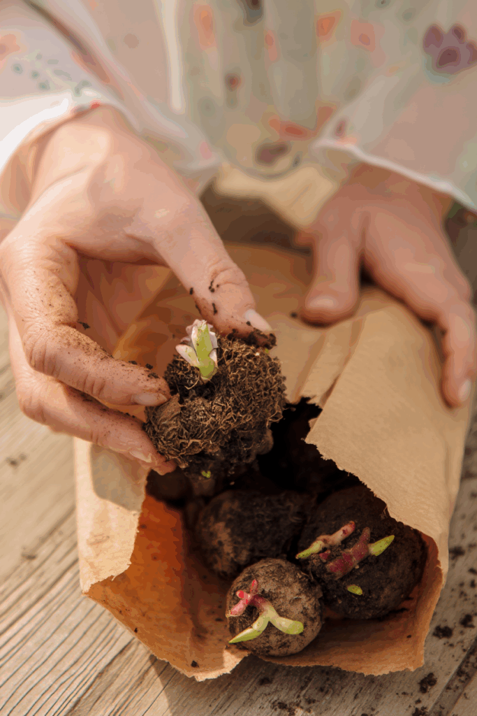 Don’t Throw Out Those Begonia Tubers Yet — This Old-Fashioned Overwintering Trick Keeps Them Alive Through Winter and and Gives You a Head Start Next Year 11 Don’t Throw Out Those Begonia Tubers Yet — This Old-Fashioned Overwintering Trick Keeps Them Alive Through Winter and and Gives You a Head Start Next Year 11