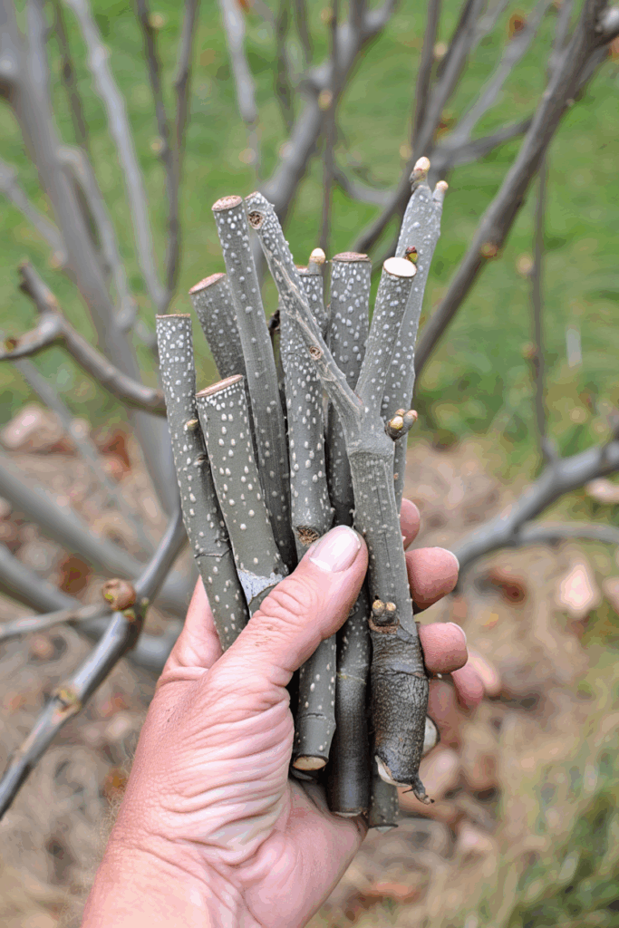 12 Plants You Can Propagate from Hardwood Cuttings This Fall for Free Plants by Spring 10 12 Plants You Can Propagate from Hardwood Cuttings This Fall for Free Plants by Spring 9