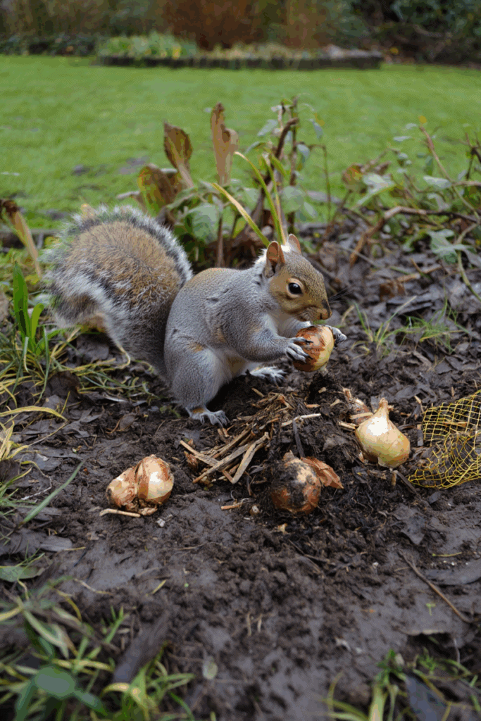 These 6 Clever Tricks Will Stop Squirrels From Digging Up Your Spring Bulbs for Good 2 These 6 Clever Tricks Will Stop Squirrels From Digging Up Your Spring Bulbs for Good 1