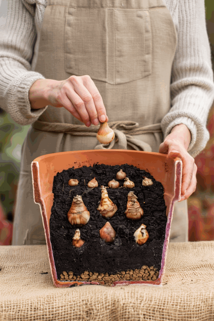 How to Layer Bulbs in a Container for a Bulb Lasagne That Blooms From February to June 7 How to Layer Bulbs in a Container for a Bulb Lasagne That Blooms From February to June 6