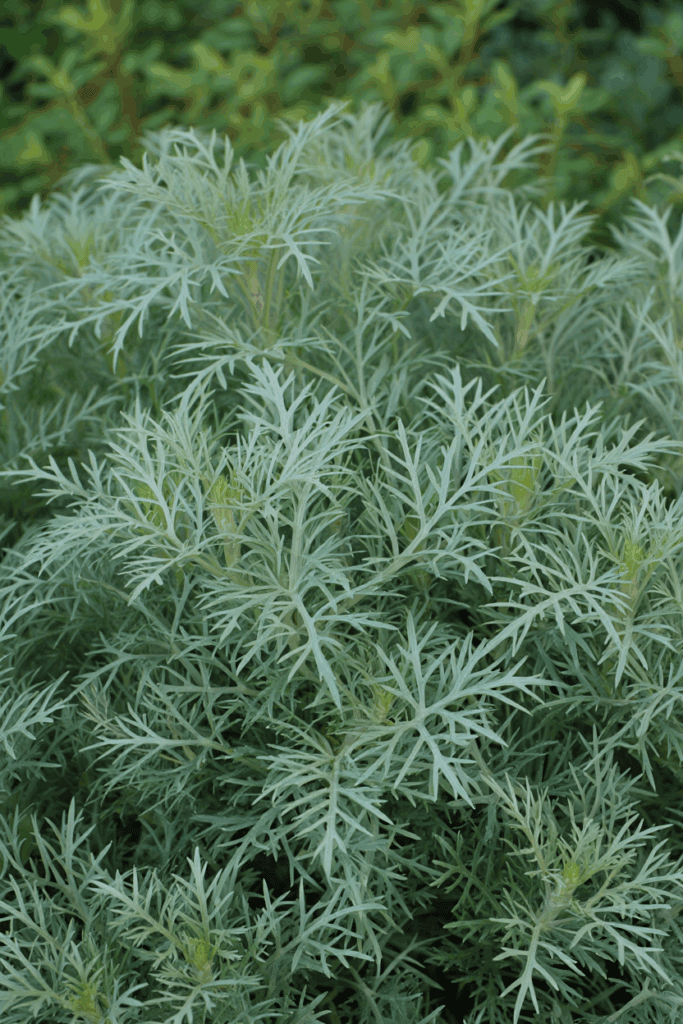 12 So-Called Drought-Tolerant Plants That Still Need Frequent Watering — and Better Native Replacements 7 12 So-Called Drought-Tolerant Plants That Still Need Frequent Watering — and Better Native Replacements 6