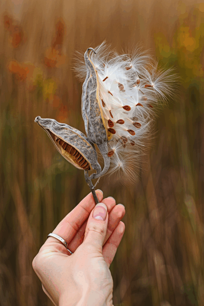 How to Harvest Milkweed Seeds, Remove the Fluff, and Grow Plants Monarchs Depend On 8