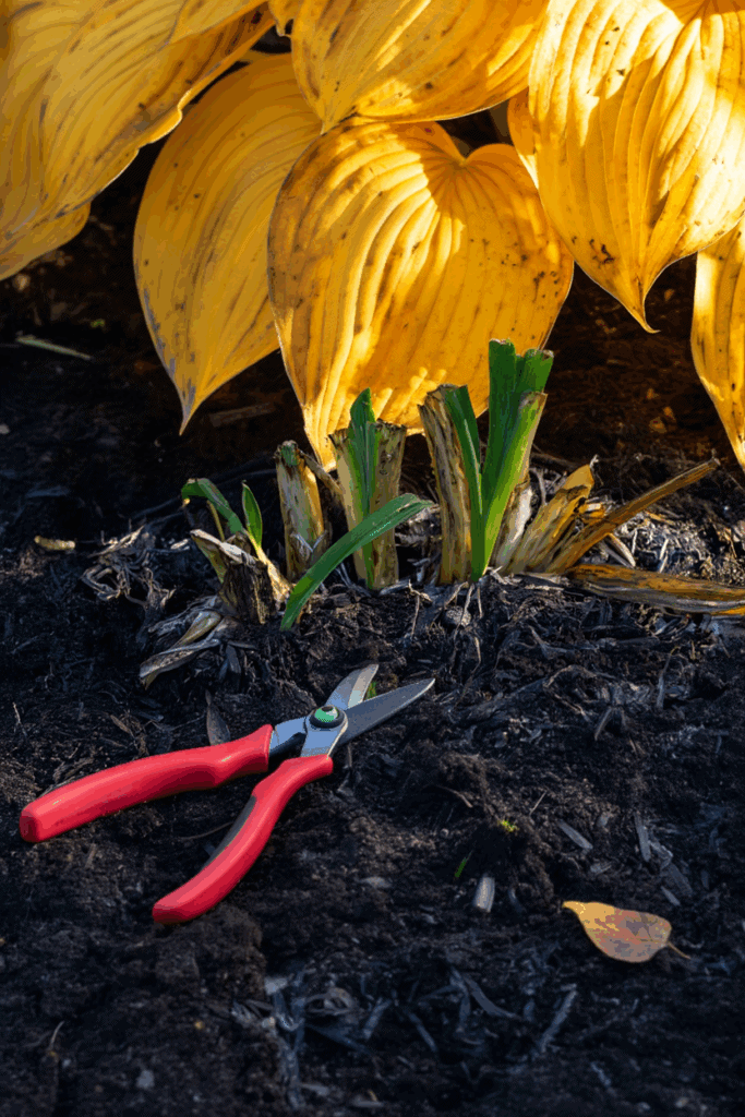 5 Things to Do With Hostas in the Fall to Keep Plants Healthy and Have Great Displays Year After Year 5 5 Things to Do With Hostas in the Fall to Keep Plants Healthy and Have Great Displays Year After Year 4
