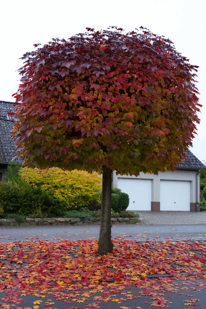 9 Trees That Drop Toxic or Problematic Leaves in Fall—and Why You Shouldn’t Compost, Mulch, or Leave Them on the Ground 6