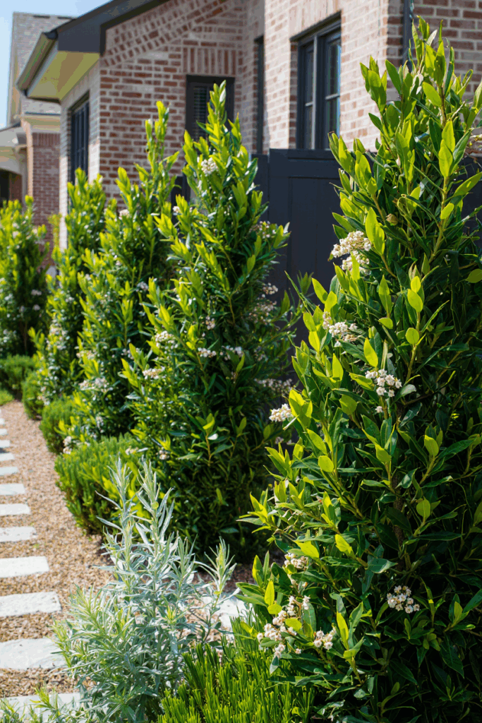 Boxwood Blight Has Put 95% of U.S. Shrubs at Risk — These 10 Native Alternatives Are Safer, Stronger, and Way More Beautiful 5