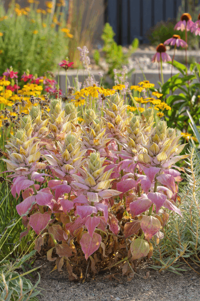 12 So-Called Drought-Tolerant Plants That Still Need Frequent Watering — and Better Native Replacements 9 12 So-Called Drought-Tolerant Plants That Still Need Frequent Watering — and Better Native Replacements 8