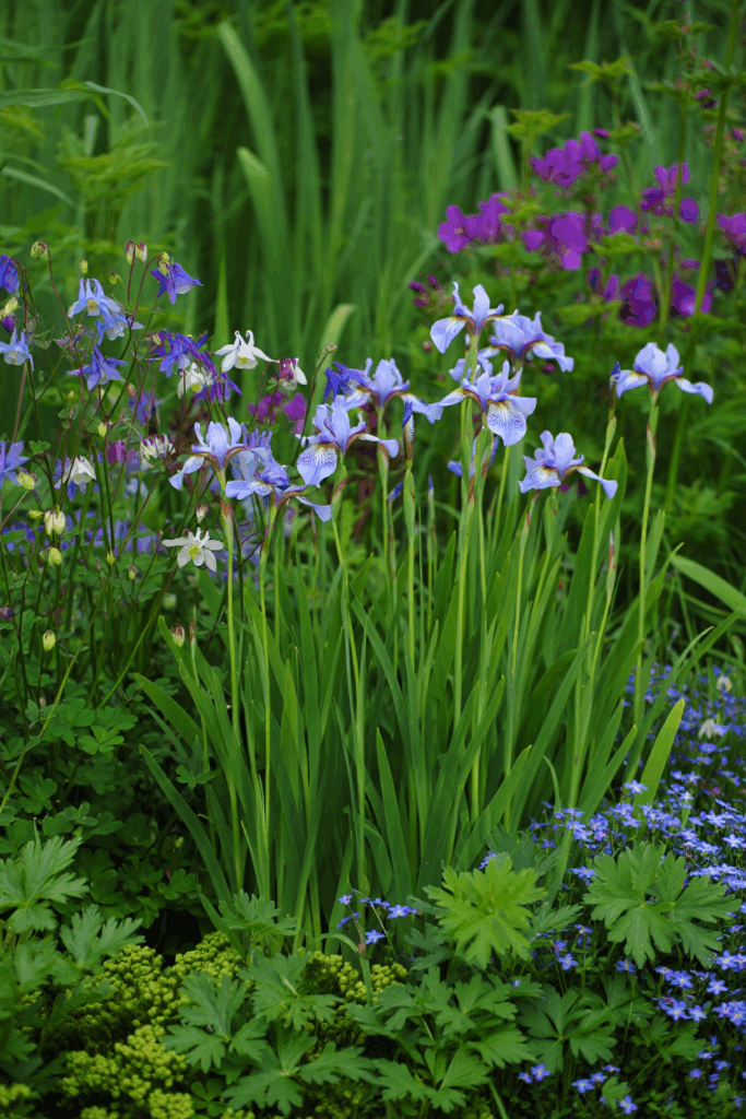 October Is the Perfect Time to Divide These 9 Perennials — Here’s How to Split and Replant for Better Flowers, and Plenty of Free Plants Next Year 13