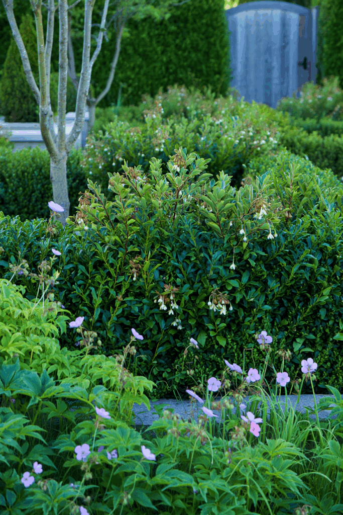 Boxwood Blight Has Put 95% of U.S. Shrubs at Risk — These 10 Native Alternatives Are Safer, Stronger, and Way More Beautiful 6