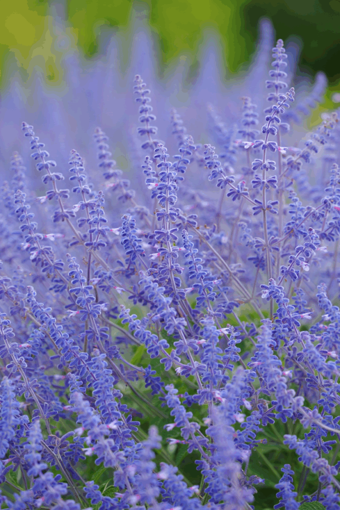 12 So-Called Drought-Tolerant Plants That Still Need Frequent Watering — and Better Native Replacements 24 12 So-Called Drought-Tolerant Plants That Still Need Frequent Watering — and Better Native Replacements 23