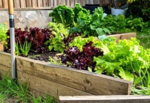 outside in your vegetable garden